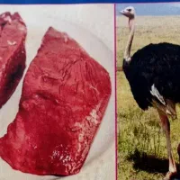 شترمرغ کشتاری