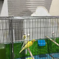 قناری|پرنده|شیراز, کوشک میدان|دیوار