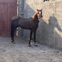 فروش دو راس اسب نریان