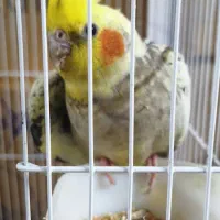 عروس هلندی ماده آماده جفتگیری  با چهار عدد تخم