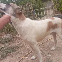 سگ نگهبان|سگ|آزادشهر, |دیوار