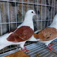 کبوتر دوکت  با  جوجش