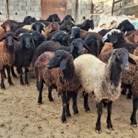 گوسفند زنده با قصاب ماهر تحویل در محل