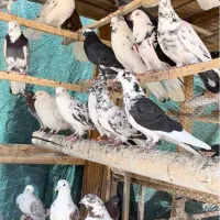 ۳۰ جفت کفتر گروی