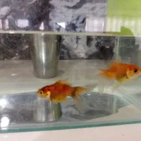 ماهی گلدفیش