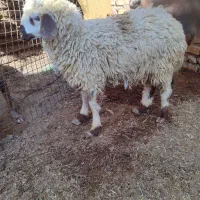 بز زایده با کهره نره دوماه نیم .و بره نر|حیوانات مزرعه|جیرفت, |دیوار