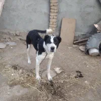 سگ یک سال گوسفندی|سگ|قوچان, |دیوار