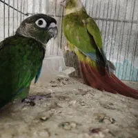 عروس هلندی جفت و گرینچیک|پرنده|قشم, |دیوار