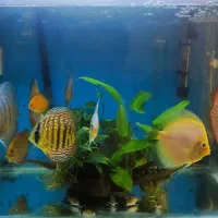 ماهی دیسکس و فیلتر سطلی سرا و آنابیاس|ماهی|تهران, پونک|دیوار