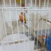 جفت گرینچیک ردچیک