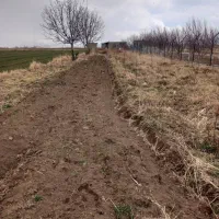 باغ-درخت-وانگور