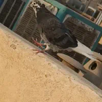 جوجه کبوتر|پرنده|اسلامشهر, مظفریه|دیوار