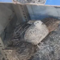 بلدرچین نر و ماده|حیوانات مزرعه|بروجرد, |دیوار