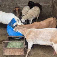 کهره و بره|حیوانات مزرعه|قشم, |دیوار