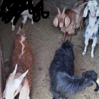 40 میلیون تومان|حیوانات مزرعه|اراک, |دیوار