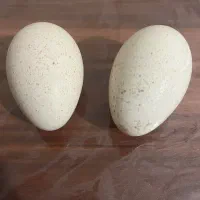 تخم بوقلمون