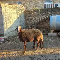 گوسفند بره دار و شیشک|حیوانات مزرعه|گنبد کاووس, |دیوار