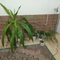 گل موزی چند گل دیگر