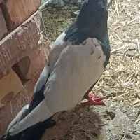 قره کوینح نر مست مست