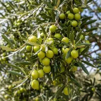 نــهــال بــادام ویژه بازار فروش تضمینی|خدمات باغبانی و درختکاری|کامیاران, |دیوار