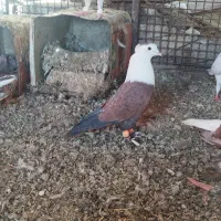 کله سفید نر