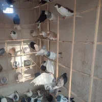 کبوتر رنگی|پرنده|هشتگرد, سعید آباد|دیوار