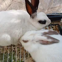 خرگوش