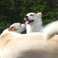 دو عدد سگ ماده