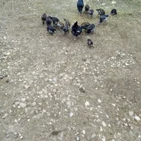 مرغ و جوجه های دو رگ|حیوانات مزرعه|گنبد کاووس, |دیوار