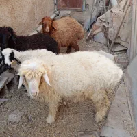 بره نر ماده|حیوانات مزرعه|چمران, |دیوار