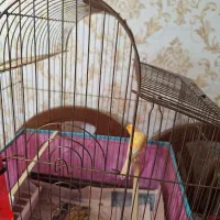 فروش یک عدد قناری نر جوان و بدون قفس