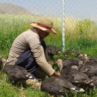 فروش بوقلمون ارگانیک