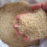 برنج نیم دانه کامفیروز