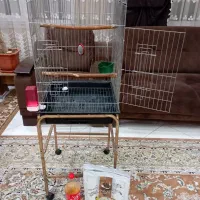 طوطی تربیت شده نژاد سنگال|پرنده|یزد, |دیوار