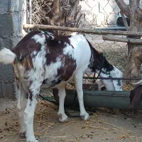 بز آبستن و کهره نر|حیوانات مزرعه|اهرم, |دیوار