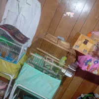 طوطی ملنگو و طوطی برزیلی و قفس و پایه|پرنده|بندرعباس, |دیوار