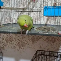 فروش تعدادی عروس هلندی و طوطی ملنگو|پرنده|شوش, |دیوار