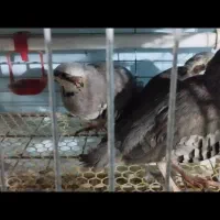 فروش جوجه وپ