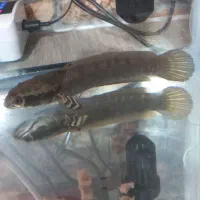 ماهی با اکواریوم ولوازم کامل|ماهی|تهران, شهرک امام خمینی|دیوار