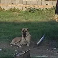 واگذاری سگ|سگ|کردکوی, |دیوار