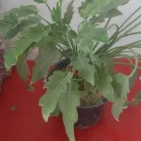 گل برگ انجیری و پتوس