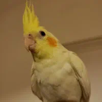 عروس هلندی|پرنده|قم, پردیسان|دیوار