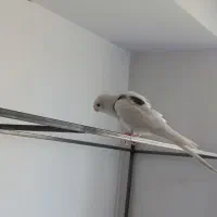 عروس هلندی کوتوله برزیلی فیشر یووینگ طوطی کاسکو