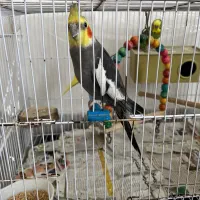 عروس هلندی مرغ عشق