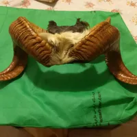 دو شاخ قوچ تزینی
