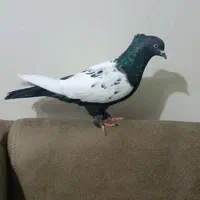 کبوتر ماده سر سیاه