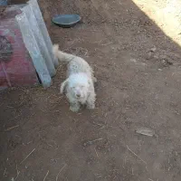 سگ پاکوتا جسی زبون بلد