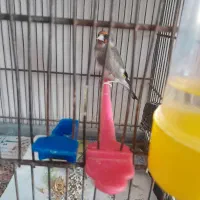 ۲ عدد سره کرمانی|پرنده|خاوران, |دیوار