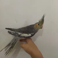 عروس هلندی دم طاووسی دستی