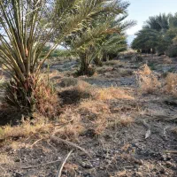 فروش باغ نخل|فروش دفتر صنعتی، کشاورزی، تجاری|فاریاب, |دیوار